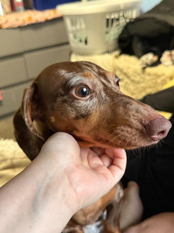REHOME - 2 year old miniature dachshund
