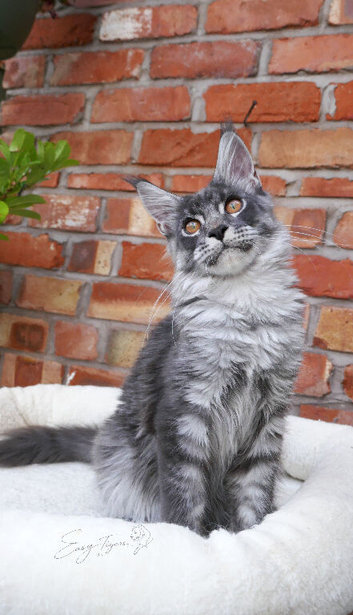 Stunning Maine coon kittens ( polydactyl)