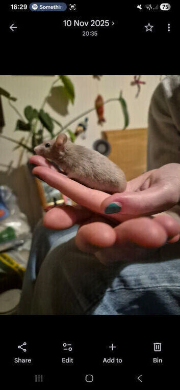 2 fancy mice and cage for sale
