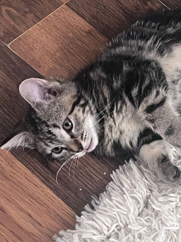 Kittens
