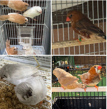 Zebra Finches