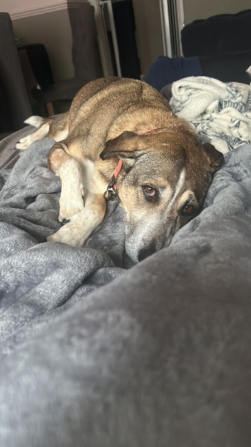 Female dog aged 5