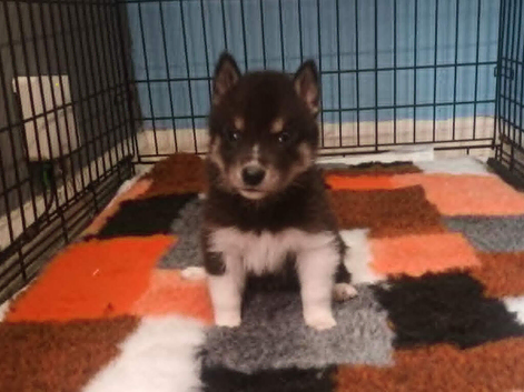 Pedigree Siberian Husky Puppies
