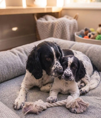 Cocker spaniel