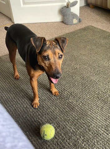 Patterdale x Lakeland bitch