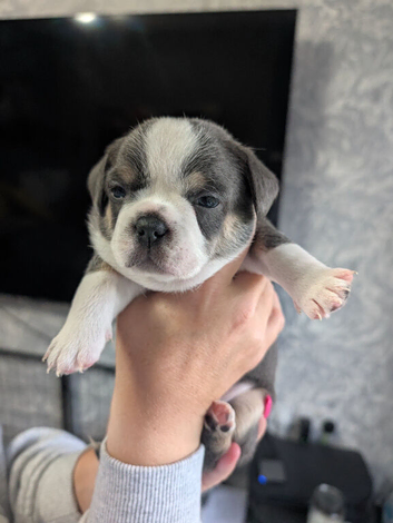 French bulldog x Maltchi (Maltese x Chihuahua)