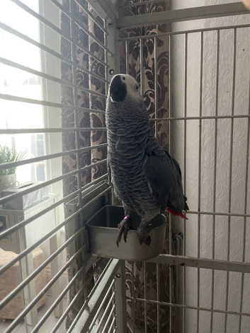 African gray