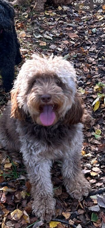 3yrs old cockapoo