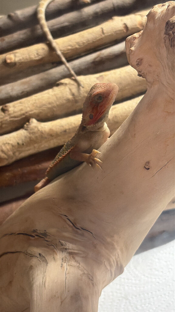 7 week old hypo