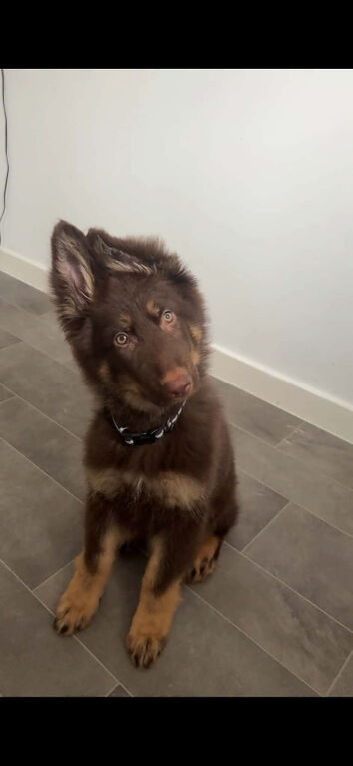 chocolate german shepherd