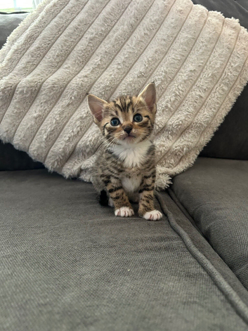 Beautiful kittens ready too go too amazing homes