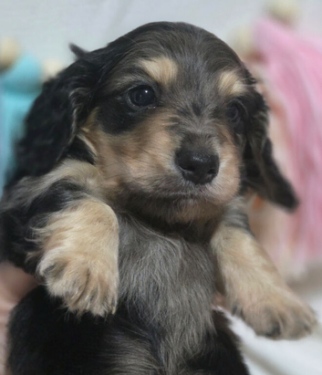 Dapple mini long haired Dachshund