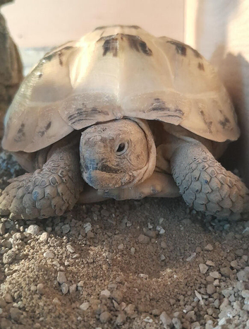 Female horsefield tortoise