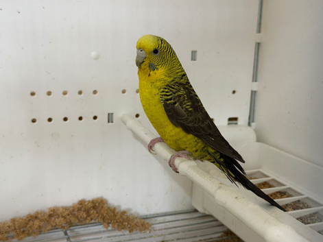 Black wing split black face budgies available