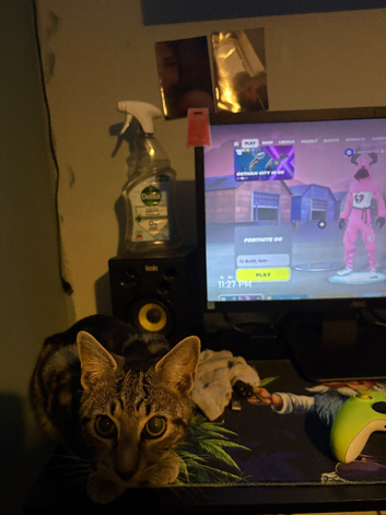Mixed girl bengal