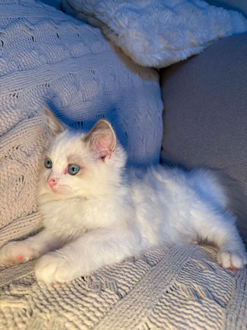 My last ragdoll boy