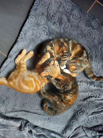 12 week old kittens 2 tortoise shell females 1 ginger male