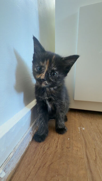 Kittens:Rehome needed (ALLERGIES)