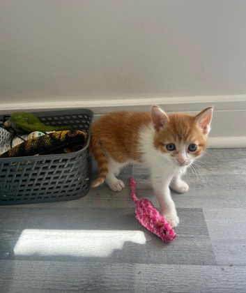 Kittens mixed ginger, tortoiseshell, black & white, 8 weeks, boys & Girls ready now