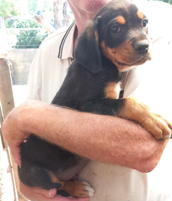 Boxer X Rottweiler