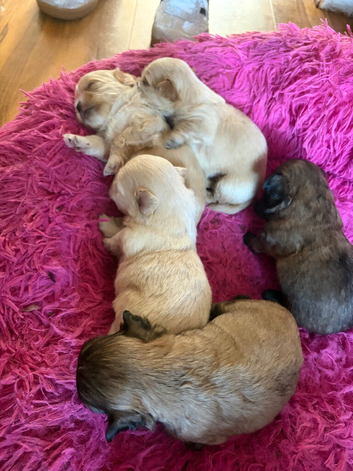 Shihz Zhu x pups