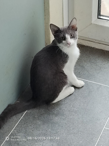 Here is Sid he's silver