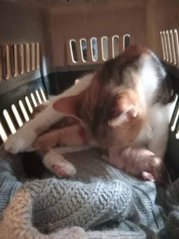 Kittens