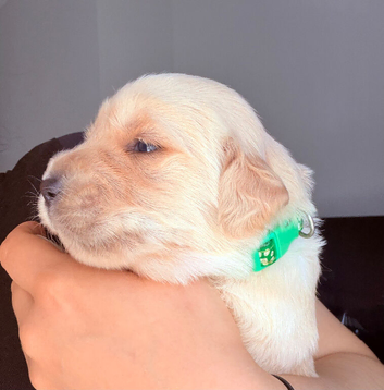 Golden retriever puppies