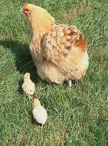 Chicks buff Orpington