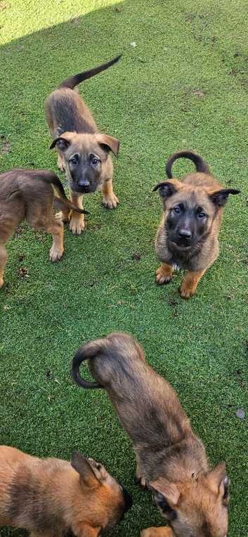 Malinois x gsd