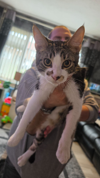 Half maincoon kitten