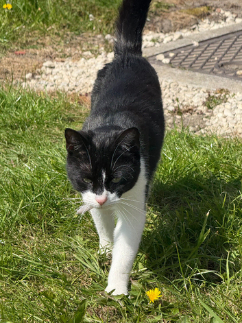Black and white female cat