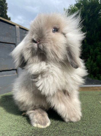 Beautiful Tort Lion Lop Boy