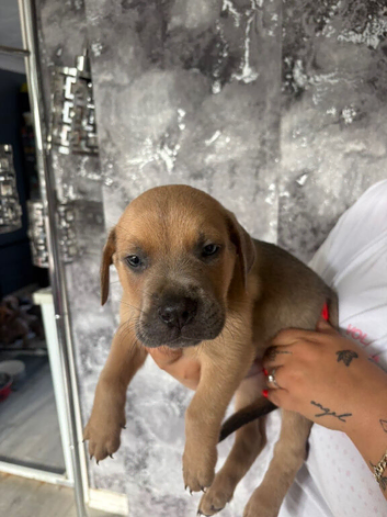 Cane corso x lab puppies