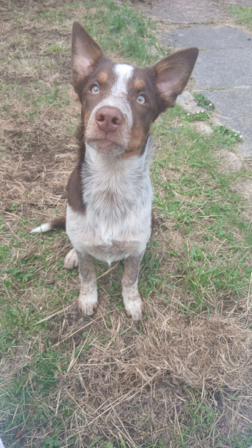 Border Collie