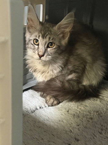Stunning tica registered mainecoons