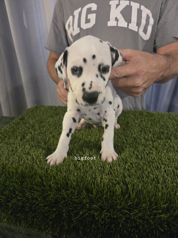 KC Registered dalmatian puppies for sale