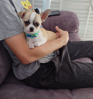 Apple head chihuahua boy 17w