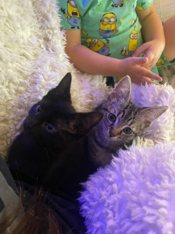 2 female kittens