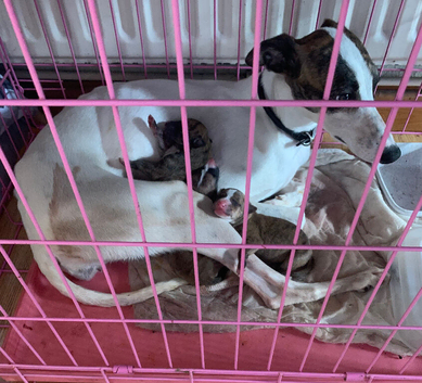 Whippet
