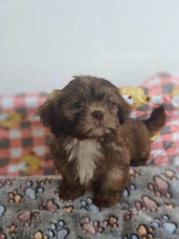 Choc Liver Shih Tzu puppies