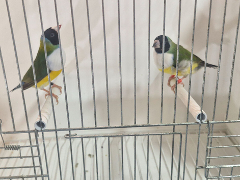 Gouldian finch pairs
