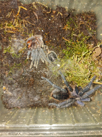 Phormictopus juvenile