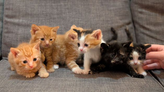 Kittens