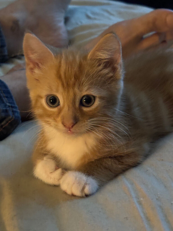4 beautiful Kittens looking for there forever homes
