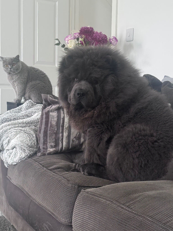 Stunning blue chowchow