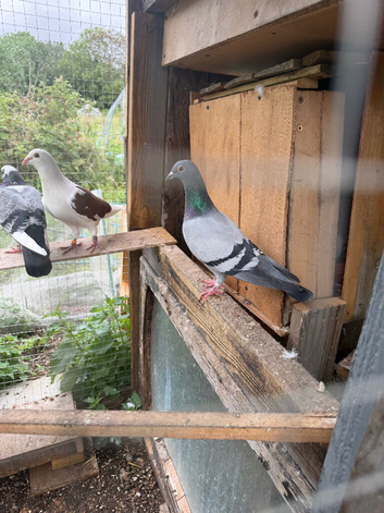 Racing pigeons
