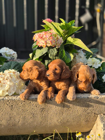 Cockapoo Female Puppies Health Tested