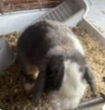 mini lop