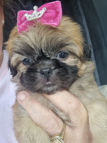 Last female Shih Tzu ready to go